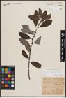 Foto von Salix cinerea L.